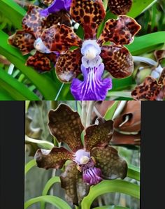 two pictures of different flowers with brown spots on them