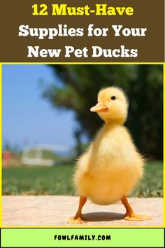 12 Must-Have Supplies for Your New Pet Ducks Duck Feed, Raising Ducks, Pet Ducks, Friends Happy, Happy Healthy, Ducks, Must Haves, Health Care, Pet