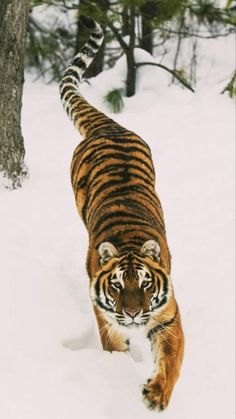 a tiger is walking through the snow in front of a tree and another animal behind it