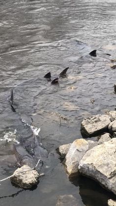 several birds are swimming in the water near rocks