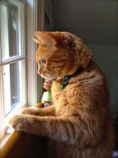 an orange cat sitting on top of a window sill next to a green bell