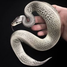 a hand holding a white and black snake in it's right hand, on a black background