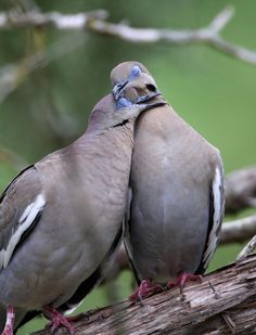 two birds sitting on top of a tree branch next to each other with their beaks touching