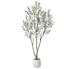 an olive tree in a white vase on a white background