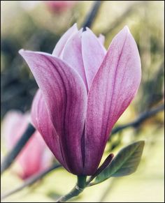 a pink flower is blooming on a tree branch