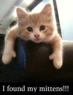 a cat is sitting on top of a couch with the caption i found my mittens