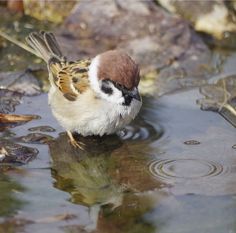 a small bird sitting on top of a body of water