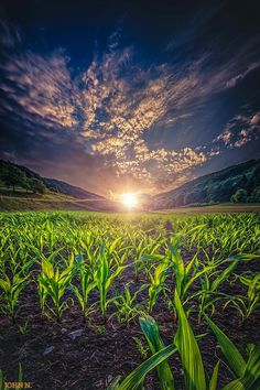 the sun is setting over a corn field