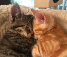 two cats are cuddling together on a couch