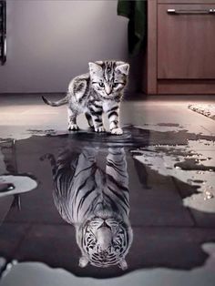 two kittens are walking in the water and one is looking at it's reflection