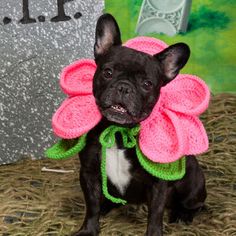 a small black dog with a pink flower on its collar