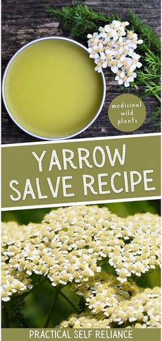 Enhance your Medicinal Wild Plants collection with this yarrow salve recipe. Yarrow is known for its healing properties, making this salve perfect for treating wounds and skin irritation. Discover how simple it is to create this beneficial herbal remedy. Find more herbs for health, herbal medicine recipes, and herbal remedies recipes at practicalselfreliance.com. Herbal Salve Recipes, Pain Relief Salve, Healing Salve Recipe, Herbal Medicine Recipes, Salve Recipes, Herbal Salves, Herb Recipes, Herbal Recipes