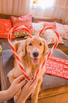 a golden retriever dog sitting on top of a couch holding two candy canes in its mouth