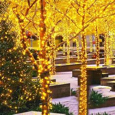 the trees are lit up with yellow lights