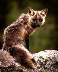 a baby raccoon sitting on top of a rock