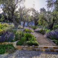 the garden is full of lavenders and other plants, including an old stone path