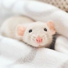 a white rat sitting on top of a blanket covered in blankets and looking at the camera