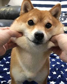 a small dog is being petted by someone