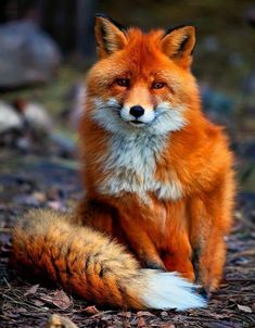 a close up of a fox sitting on the ground