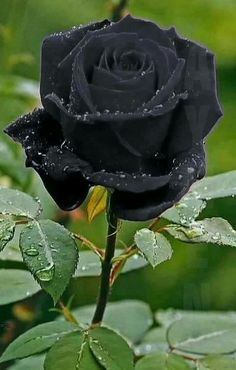 a black rose with water droplets on it