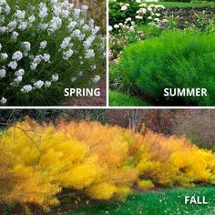 four different types of plants in the garden