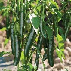 green peppers growing in the garden with lots of leaves on it's plant stems