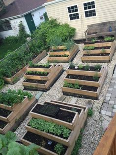 a garden filled with lots of different types of plants