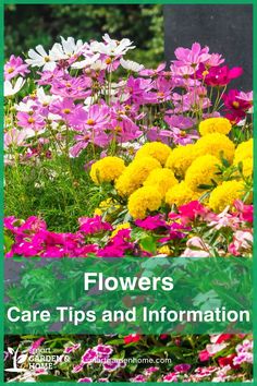 flowers care tips and information for the garden