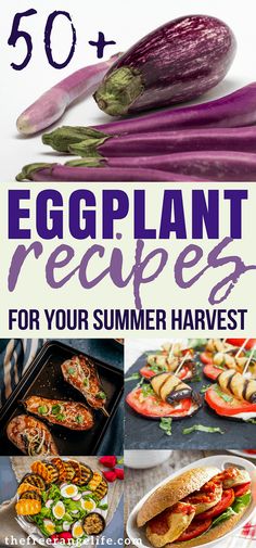 eggplant recipes for your summer harvest