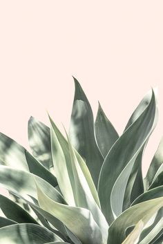 Dorm Art, Minimal Photography, Plant Photography, Boho Aesthetic, Beige Aesthetic, Plant Art, Cute Wallpaper Backgrounds, Green Aesthetic