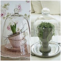 there are three different types of vases under glass clochets and on plates