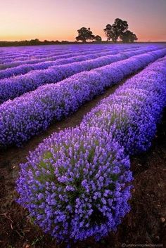 a field full of purple flowers with trees in the background