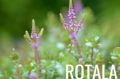 the words rotala are in front of some small purple and green plants with tiny pink flowers