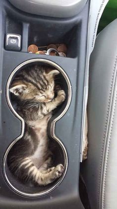 a cat laying in the center console of a car