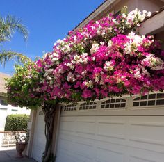 pink and white flowers are growing on the side of a house in front of a garage