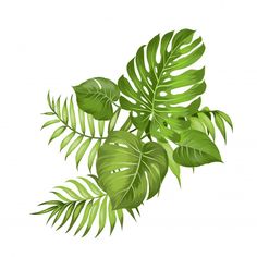 green leaves on a white background