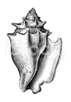 a black and white drawing of a sea shell