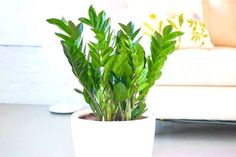 a potted plant sitting on top of a table next to a white couch in a living room