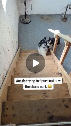 a dog sitting on top of stairs with the caption aussie trying to figure out how the stairs work