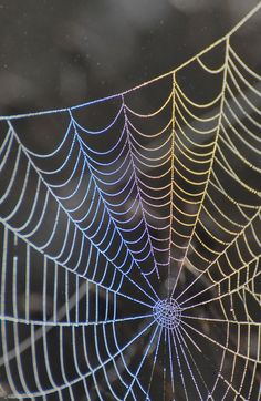 a spider web with water droplets on it