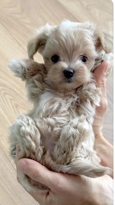 a person holding a small white dog in their hands