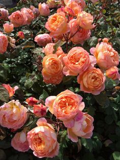 many peach colored roses are blooming in the garden