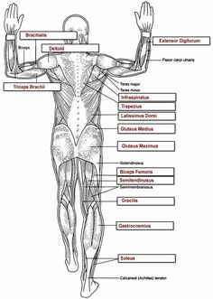 the muscles are labeled in this diagram, with labels on each side and below them