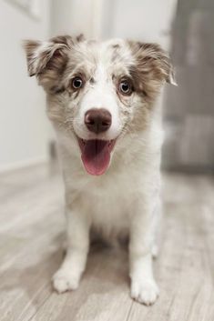 a white and brown dog sitting on top of a wooden floor