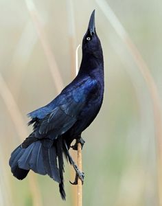 a black bird sitting on top of a wooden stick