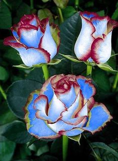 three red, white and blue roses with green leaves in the backgrouund