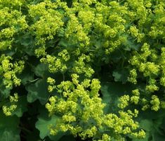 green plants with yellow flowers in the middle