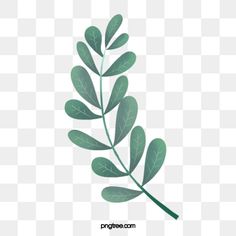 a branch with green leaves on it, watercolor painting, transparent background png and psd