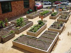 a group of raised garden beds with plants growing in them and on the ground next to each other