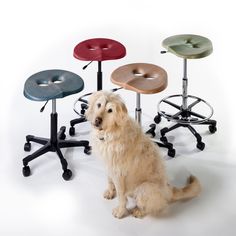 a dog sitting in front of four stools with wheels on each side and one behind it